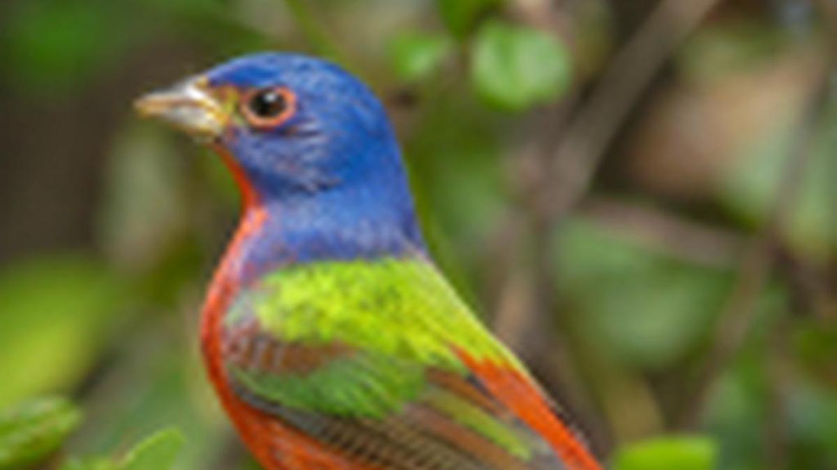 A painted bunting