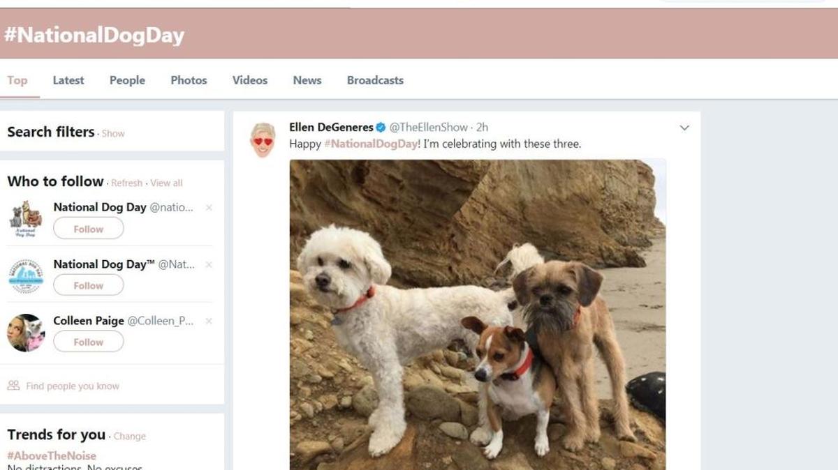 The internet is celebrating National Dog Day as people post pictures of the dogs to social media.