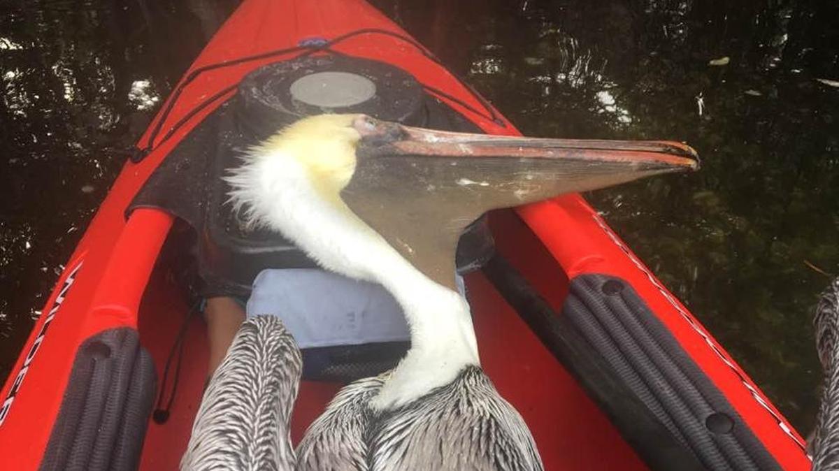 Deb DelSole took this picture of a pelican in her kayak in Coffee Pot Bayou Sunday. She shared her rescue efforts on the bayou’s Facebook page.