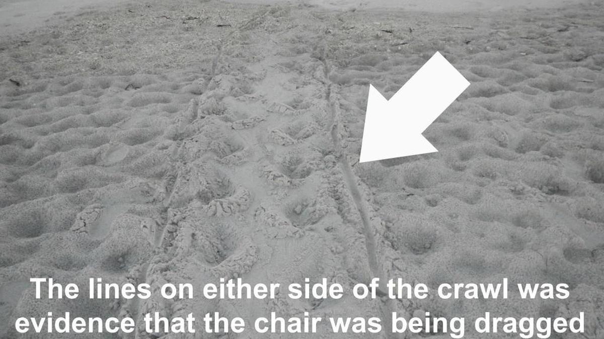 Members of Mote Marine Laboratory’s Sea Turtle Patrol found sea turtle tracks outlined with two thin lines, which are believed to be from the turtle getting caught in a beach chair.