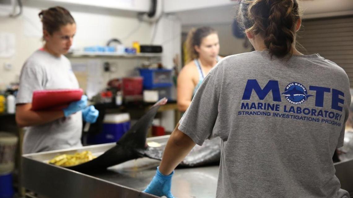 Marine Marine Laboratory staff and interns conduct a necropsy on a dolphin found on the shore of Longboat Key on Tuesday, Dec. 20, 2016.