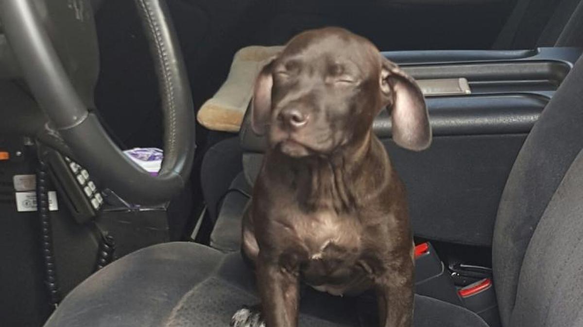 Then-three-month-old Zoey was rescued from her owner who has been charged with animal abuse.