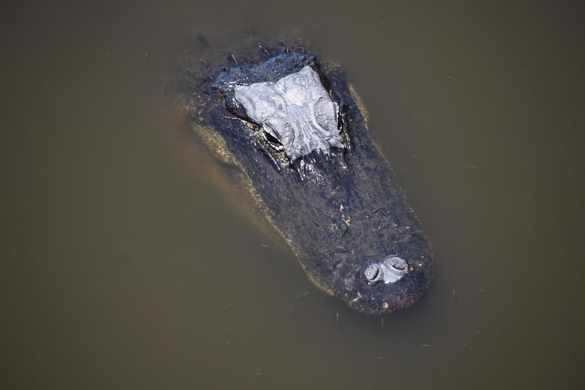 An alligator patrols the water at Myakka River State Park.
