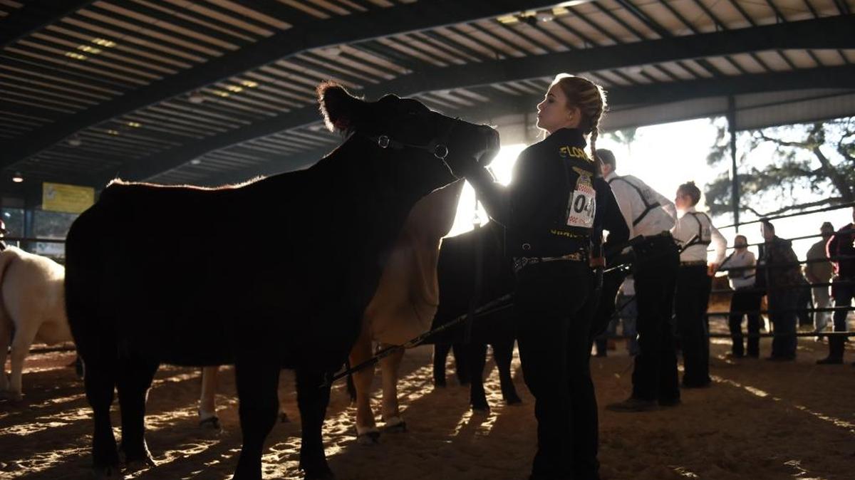 Gracie Kreis, a Braden River FFA, shows her heifer during the beef breeding showmanship and show Friday at the Manatee County Fair.