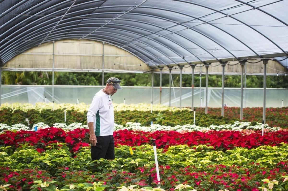 Marty Orban, owner of Orban's Nursery for 40 years, walks amongst poinsettias in the greenhouse at Orban’s Nursery on Tuesday afternoon in Bradenton. Orban's will host their annual open house on Saturday, allowing customers to browse the thousands of plants for sale.
