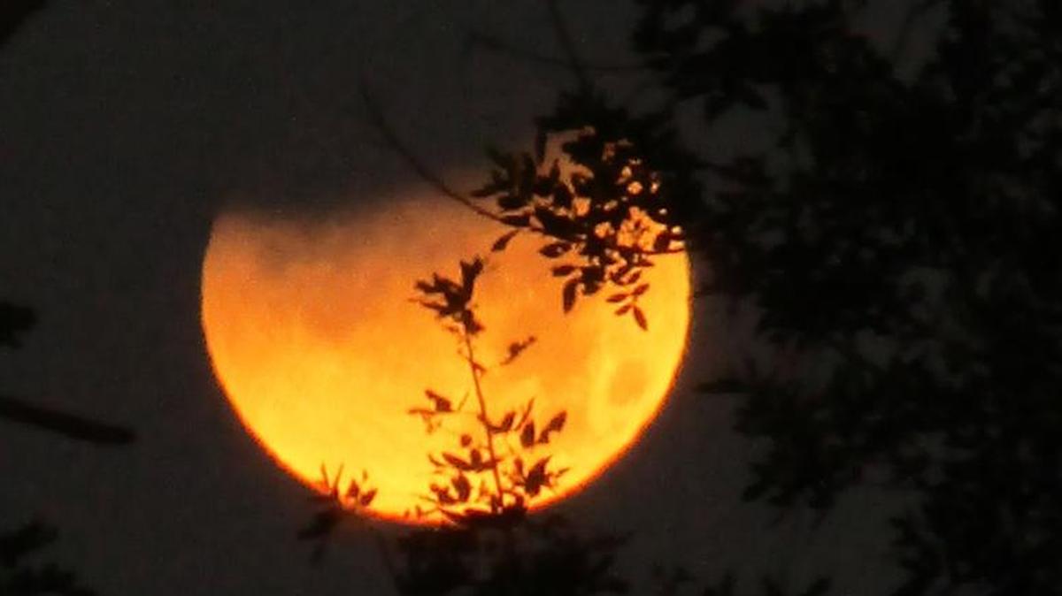 A reader submitted photos of the lunar event, caught through a patch of trees in Manatee County.
