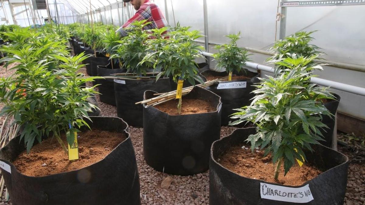 In this Feb. 7, 2014 photo, a worker cultivates a special strain of medical marijuana known as Charlotte’s Web inside a greenhouse in Colorado.