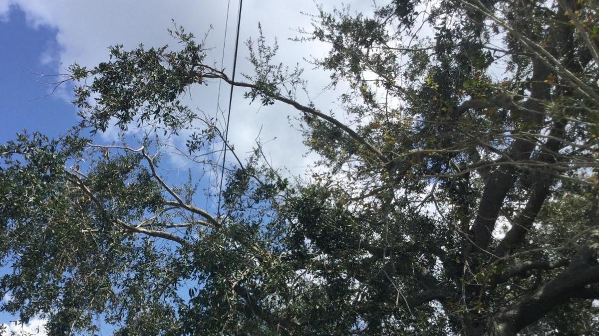 One lesson that should be learned from Hurricane Irma is to ensure tree branches don’t get close enough to power lines. Florida Power & Light has a tree trimming program, but it’s the homeowner’s responsibility to make sure branches don’t get close in the first place.