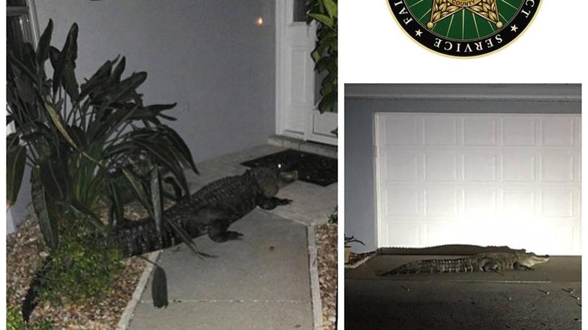 A gator approximately 10 feet long showed up at the front door of a home in Venice on Tuesday.