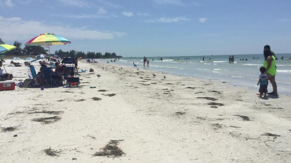 Beachgoers unknowingly spend their Labor Day holiday in the location where a Bradenton man was found dead early Sunday morning on Coquina Beach.