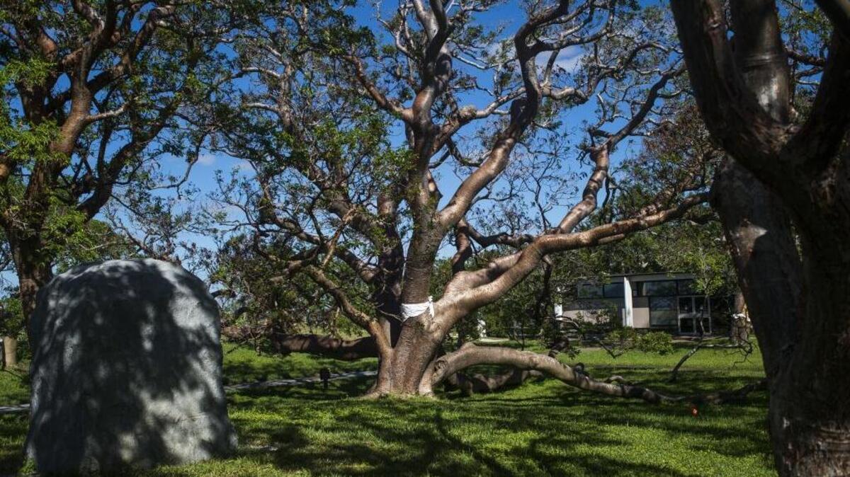 The largest gumbo limbo tree in the country is seen with sustained damage from Hurricane Irma on Wednesday afternoon at De Soto National Memorial park in Bradenton. The tree, in addition to a second tree, will be removed on November 6 and 7.