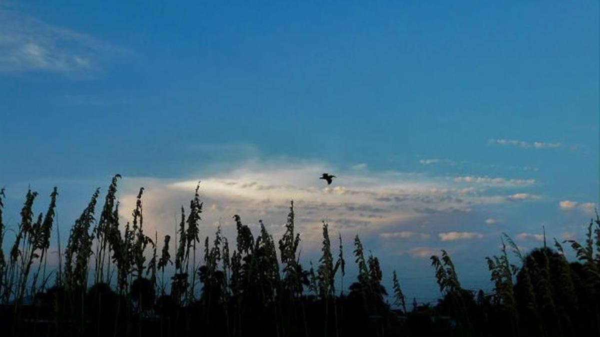 Beautiful sunset in Treasure Island on Friday evening.