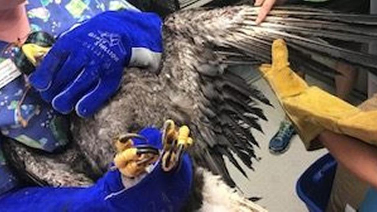 An eagle is recovering after it was shocked on a power line Monday in Punta Gorda.