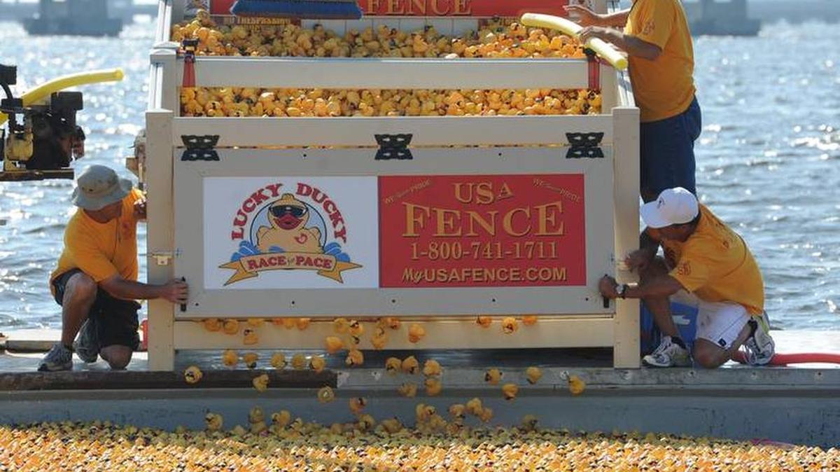 Little, yellow, rubber ducks, about 15,000 of them, are about to be released into the Manatee River moments before the start of last year's Lucky Ducky Race for Pace. This year's fund-raising event is set for 5 p.m. Saturday at The Pointe at Tarpon Pointe Marina in Bradenton.