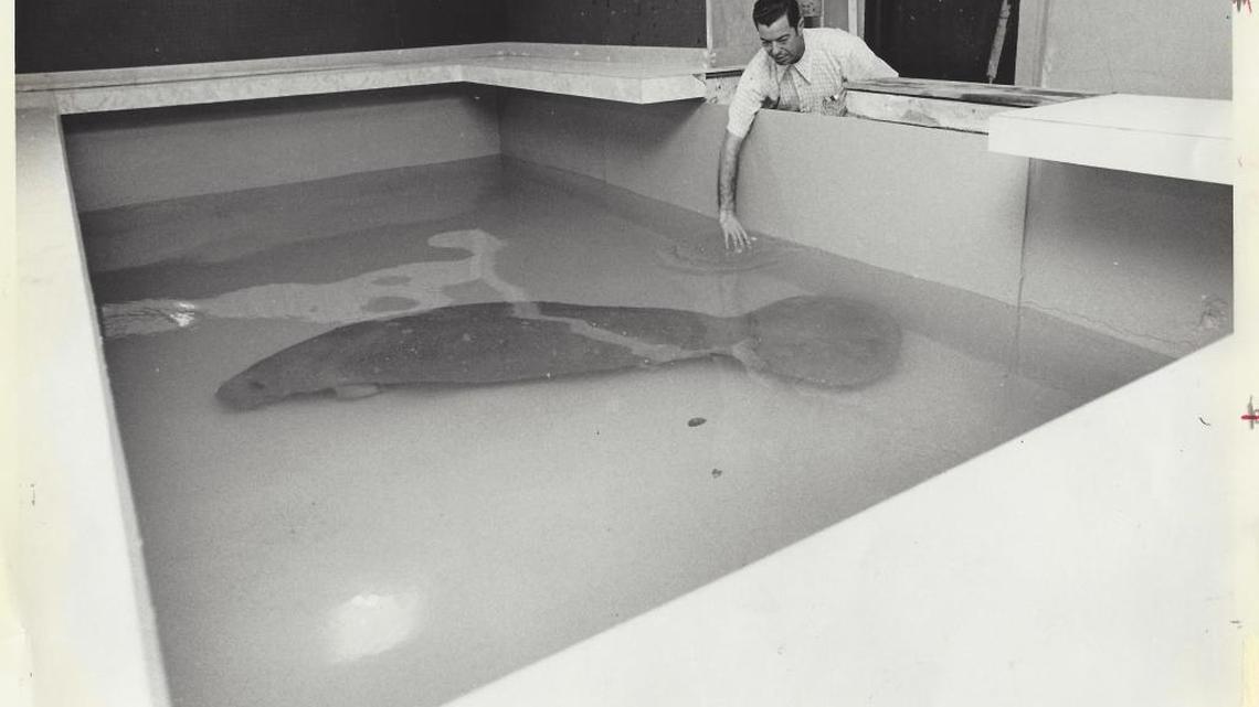 How Baby became Snooty the manatee and changed a community