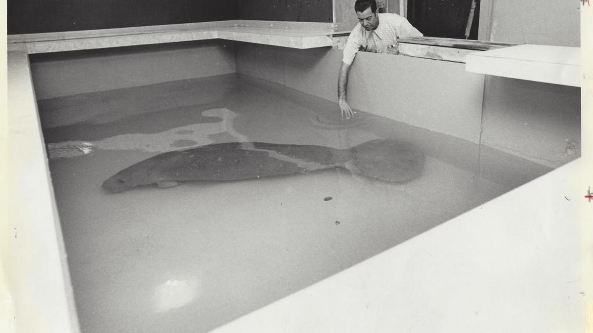 Snooty in his old tank at the pier where he stayed while his tank at the South Florida Museum was being improved. (1974)