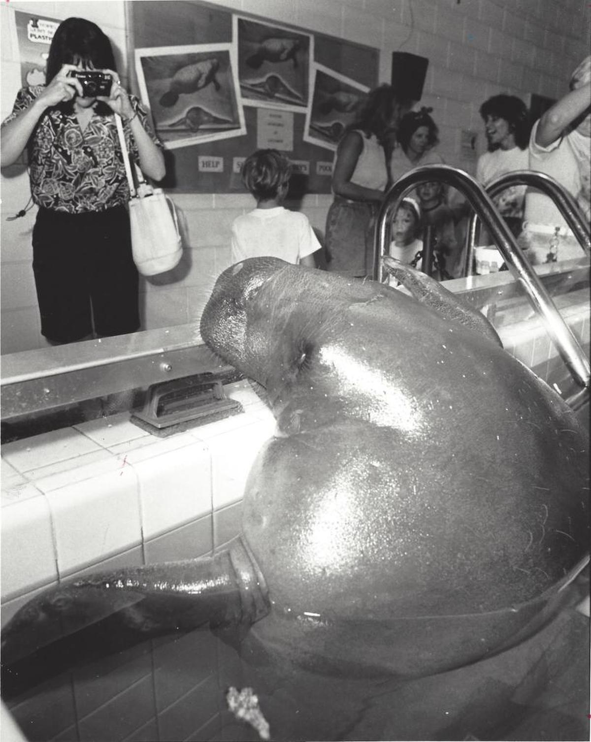 Snooty smiles for the camera during his 44 th birthday party. (1992)