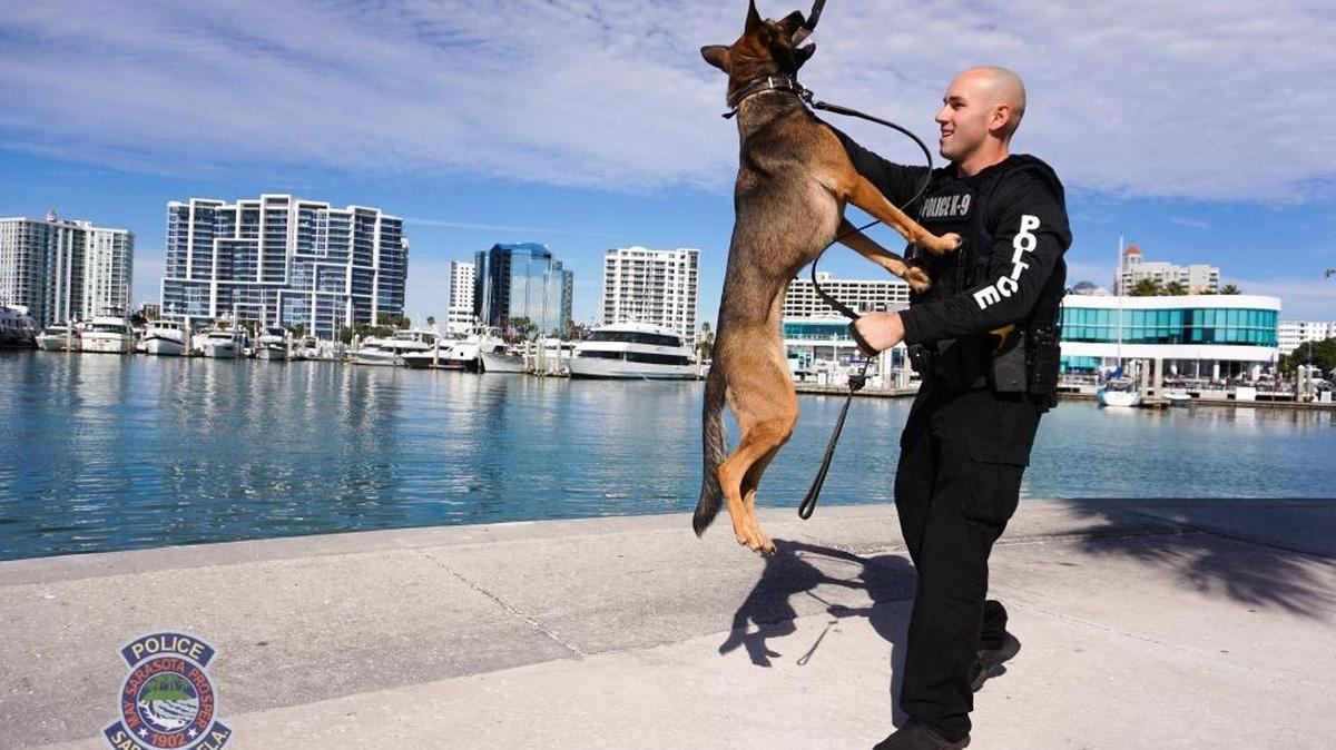 K9 Bobbi, with her handler patrol officer Adam Arena, is the fourth K9 for the Sarasota Police Department. The 2-year-old German Shepherd is specifically trained for bomb odor detection.