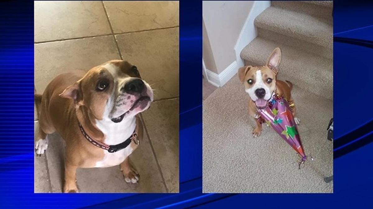 The dog, a 4-year-old hound mix named Brady, was being flown to Bermuda to be with her family, who recently moved there. She was being loaded onto a Delta plane when she escaped.