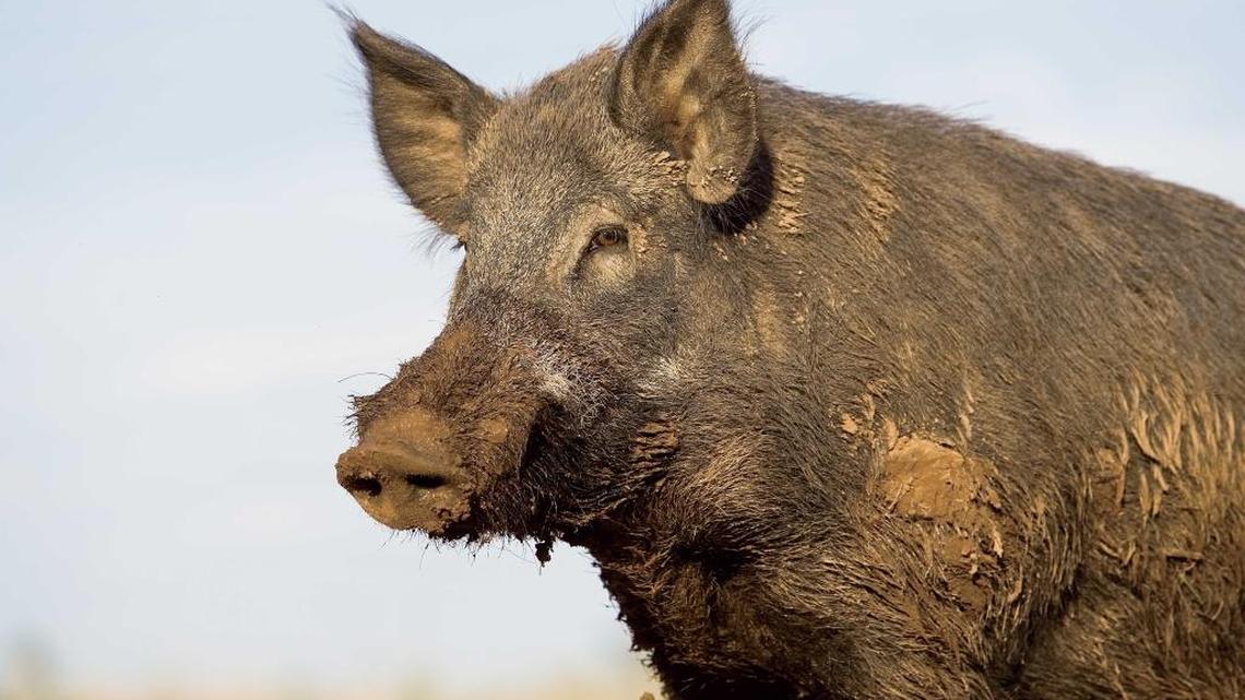 A Texas man is dead after crashing his car into a hog in the road, officials said.
