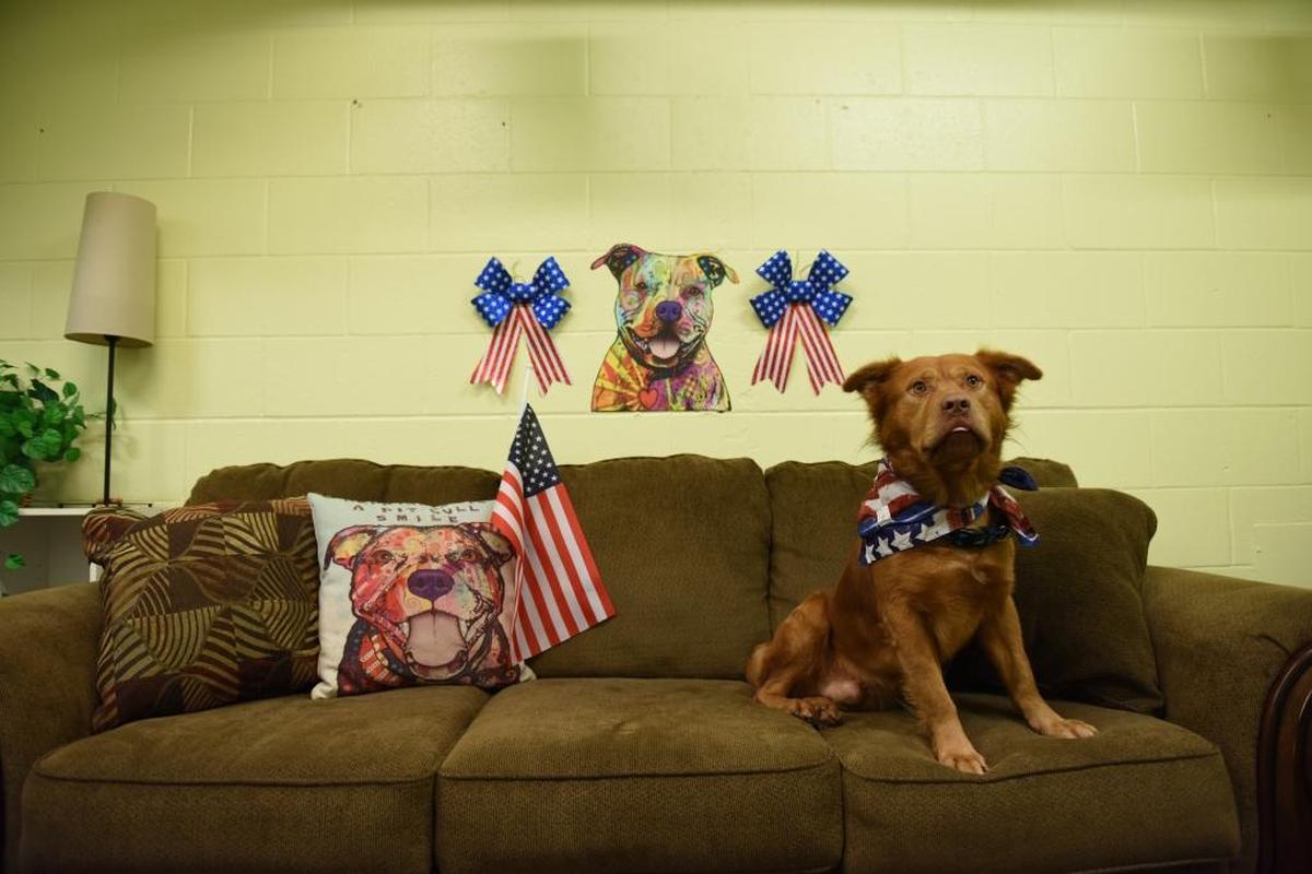 Douglas sits in the “Real Life Room” at Manatee County Animal Services in Palmetto in June 2017. Volunteers with the department want the shelter to be open on Sunday so that more animals can be adopted and overcrowding can reduce.