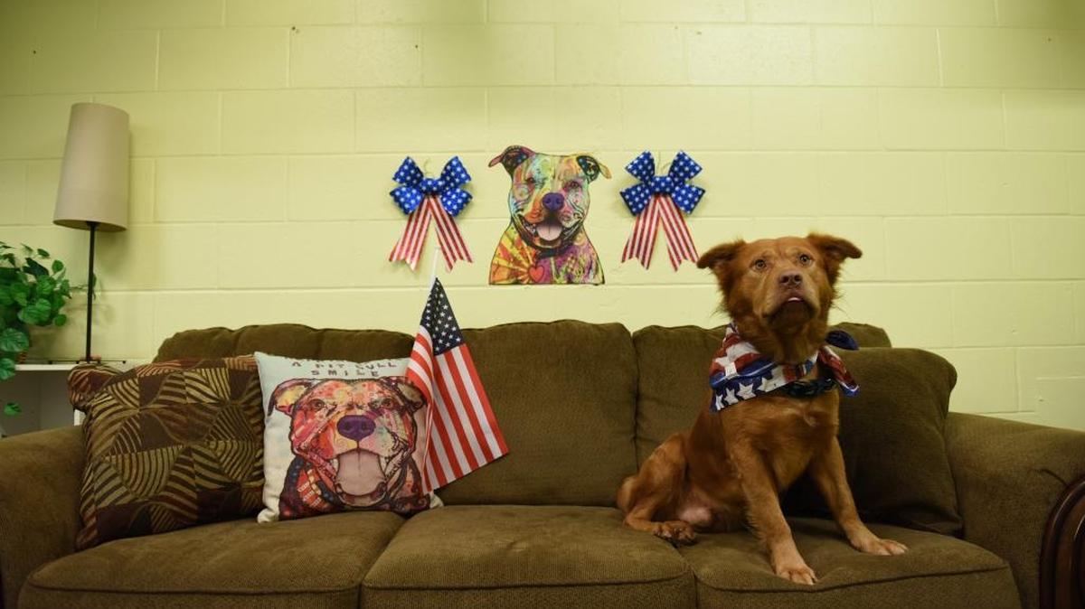 Douglas sits in the “Real Life Room” at Manatee County Animal Services in Palmetto in June 2017. Volunteers with the department want the shelter to be open on Sunday so that more animals can be adopted and overcrowding can reduce.
