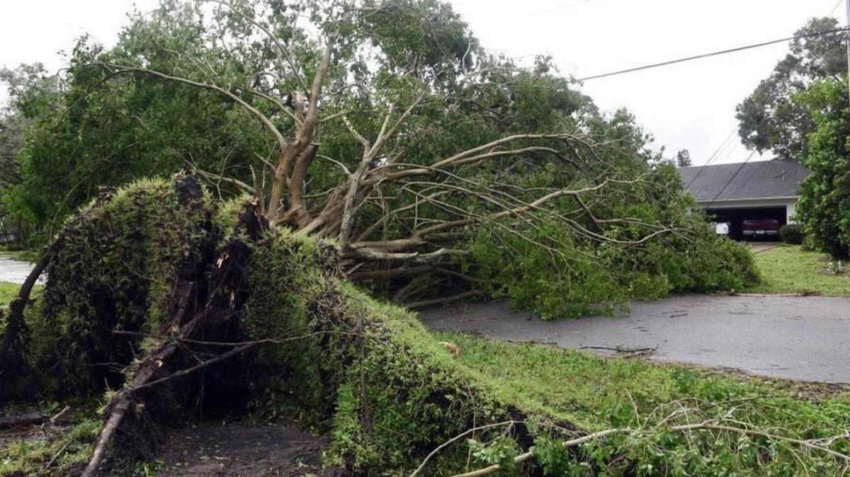 Scenes like this one may not quite be over as many trees that did not fall during Hurricane Irma were compromised and could come down sooner rather than later.