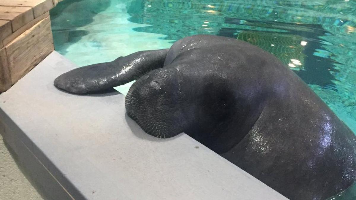 Snooty the manatee