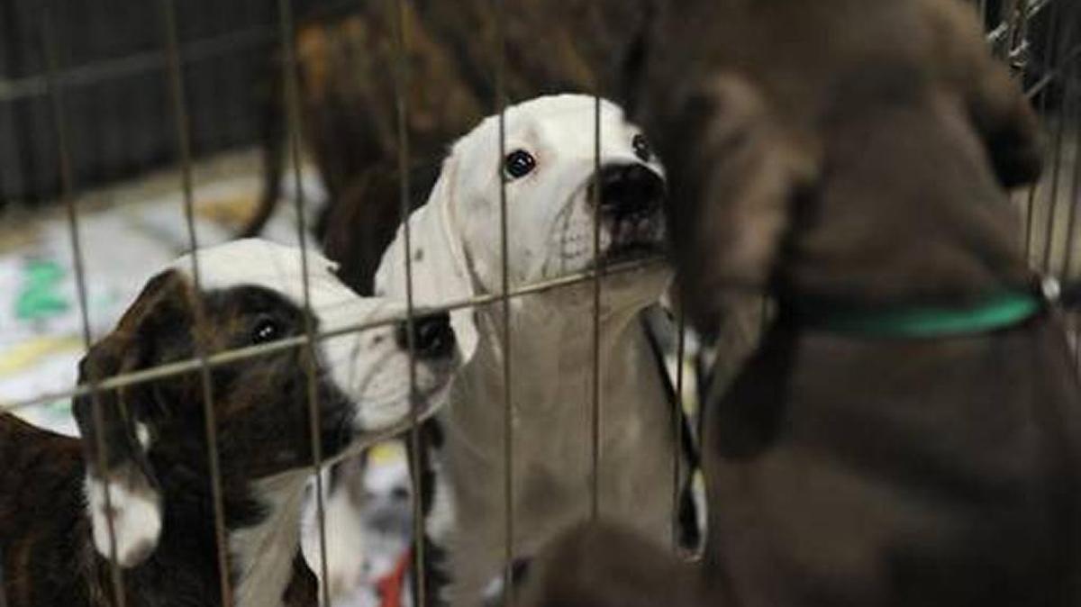 Puppies at the Adopt-a-Palooza event in 2015.