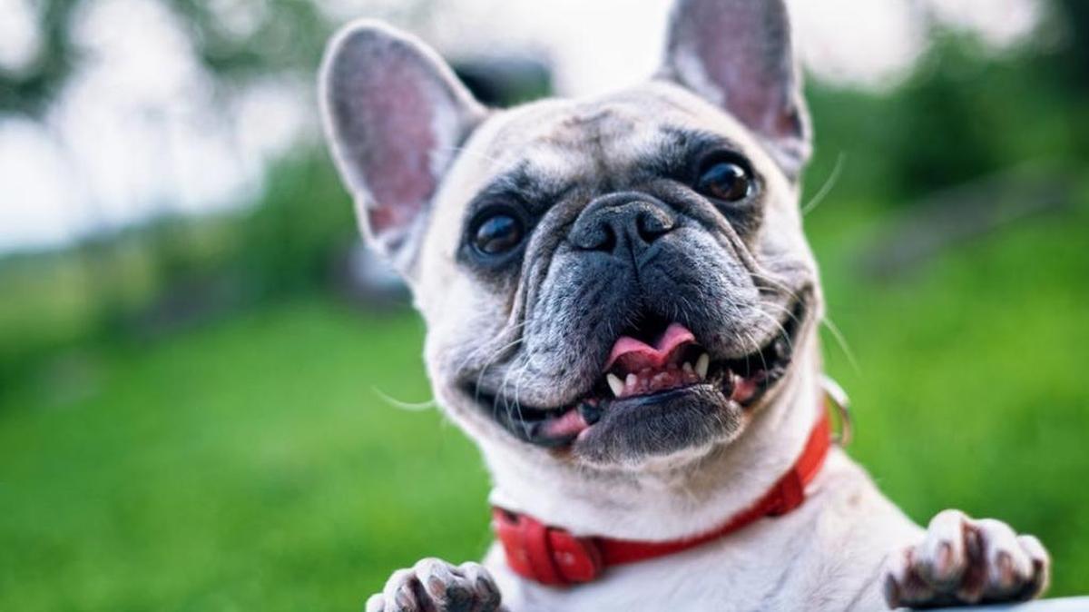 Possibly putting an end to the perennial argument between dog and cat lovers: Dogs are smarter than cats, new study finds.