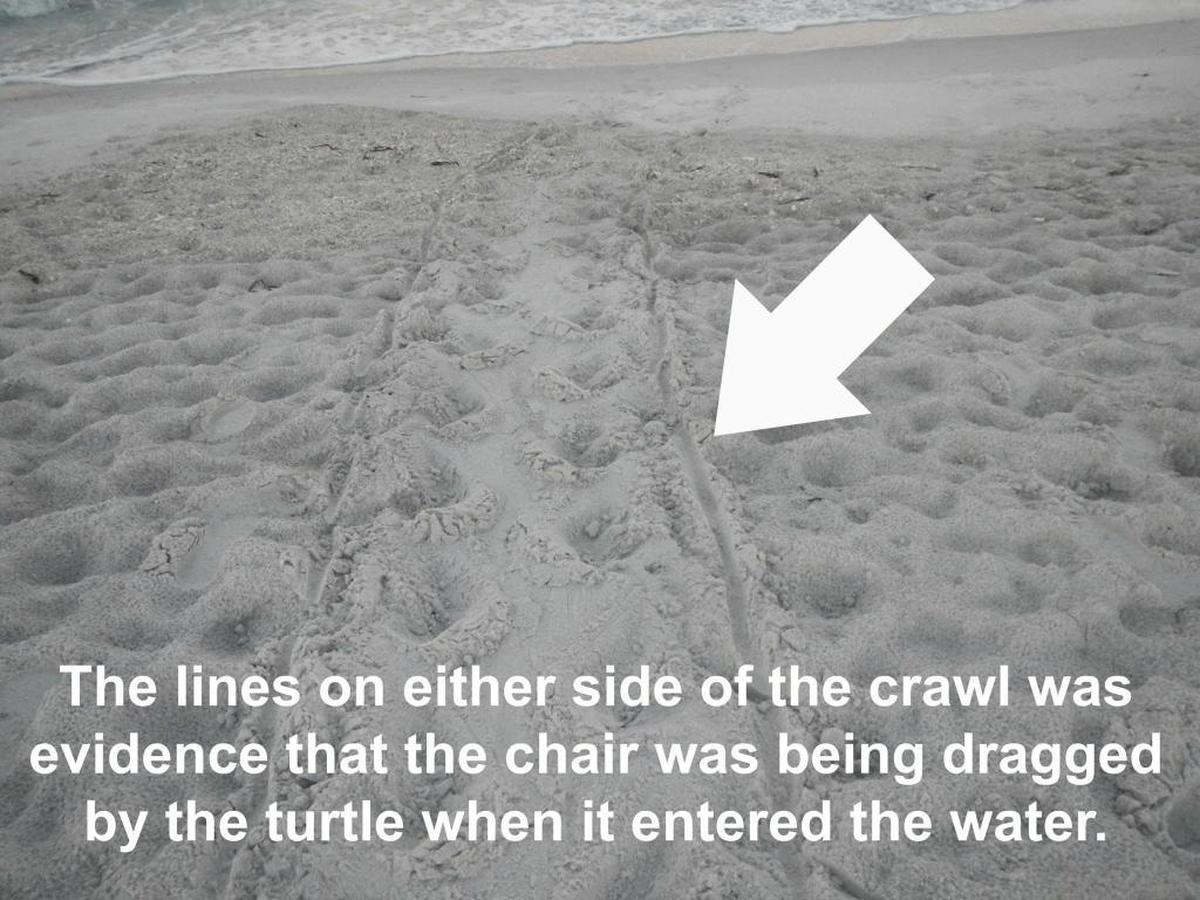 Mote Marine Laboratory's Sea Turtle Patrol found sea turtle tracks outlined with two thin lines, which are believed to be from the turtle getting caught in a chair.