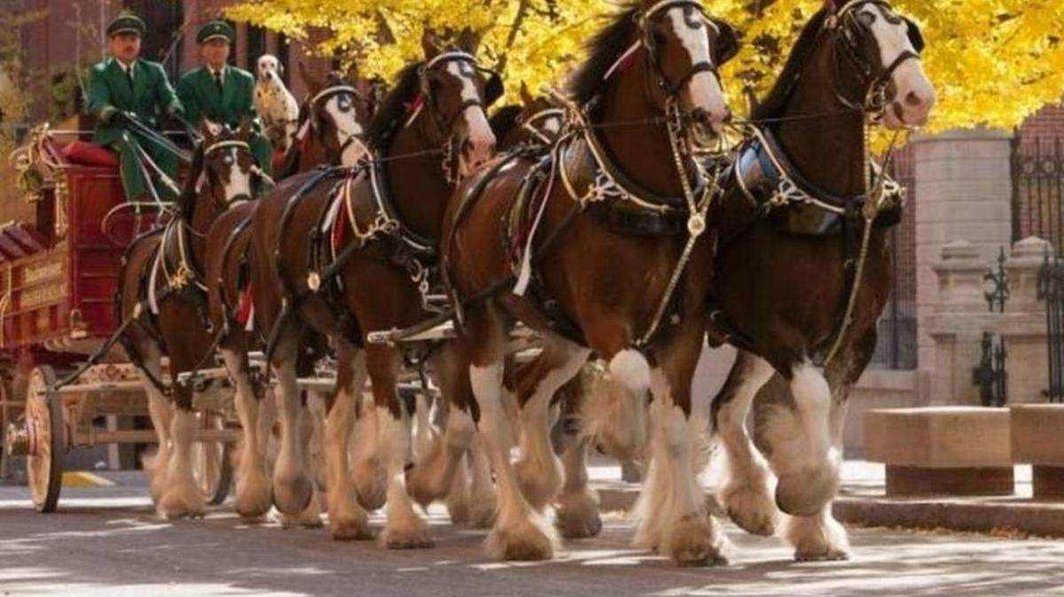 The Budweiser Clydesdales will make appearances in Lakewood Ranch, Sarasota and Bradenton Beach this weekend.