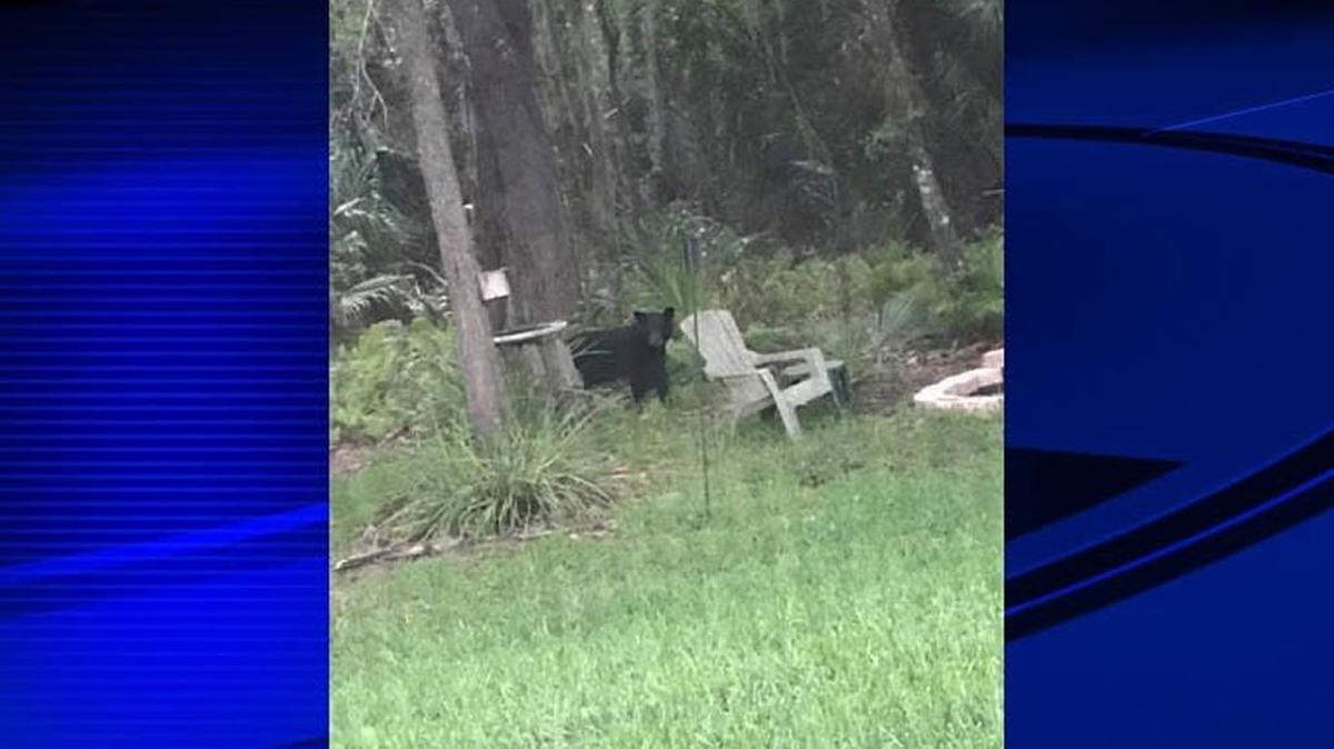 Florida Fish and Wildlife said the bear that was spotted was likely from the Chassahowitzka National Refuge about an hour north from Wesley Chapel.