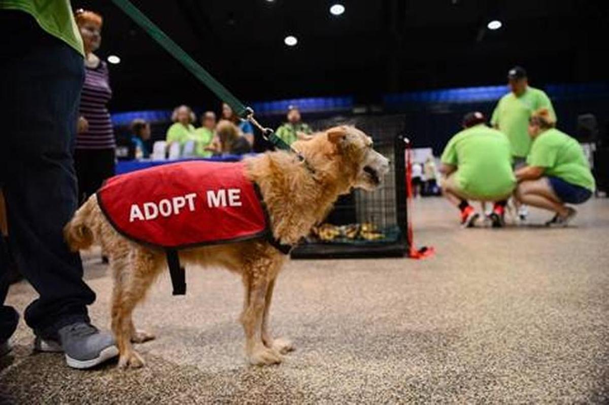 More than 100 pets will be up for adoption on Saturday at the fourth annual Adopt-A-Palooza, Manatee County’s largest single-day adoption event hosted at the Bradenton Area Convention Center in Palmetto.