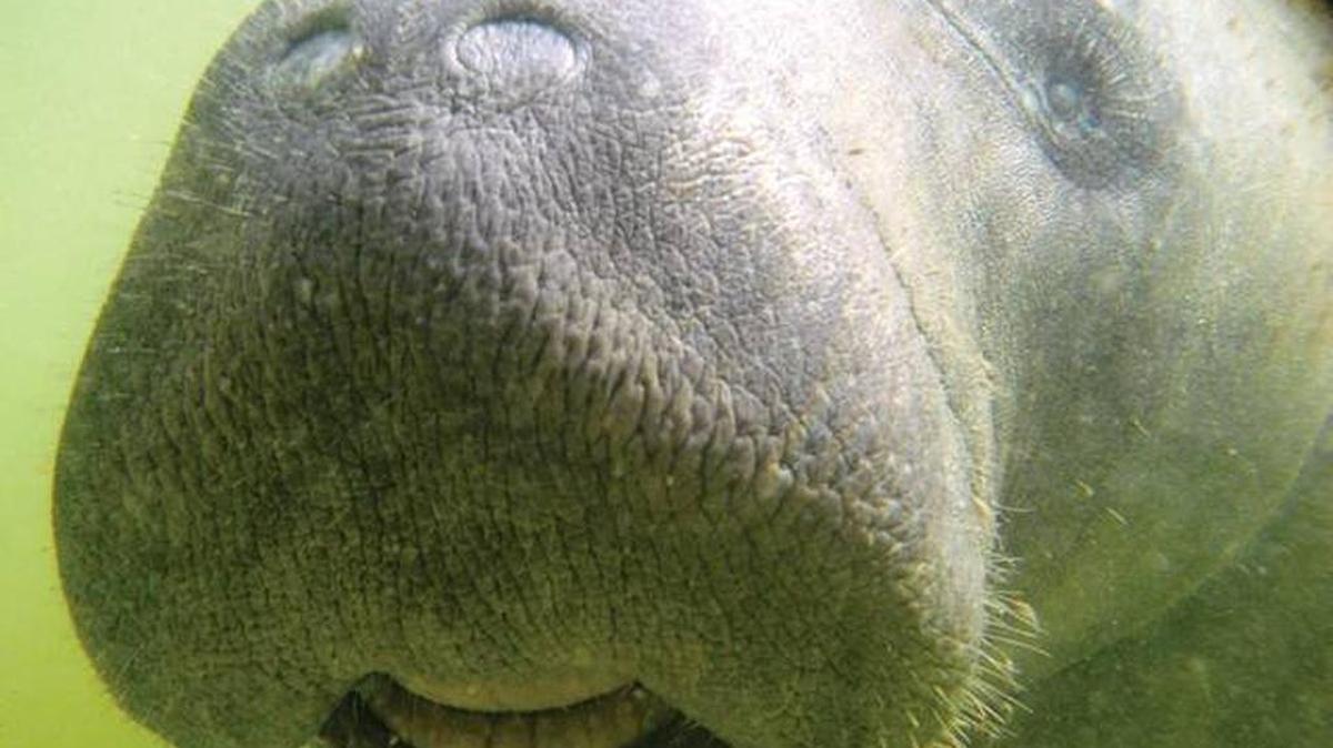 Federal wildlife managers have pronounced the Florida manatee population recovered enough to remove its endangered species designation.