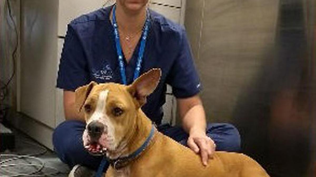 Brady, the dog that escaped from Tampa International Airport earlier this month, has been found and is being treated at BluePearl Veterinary Hospital.