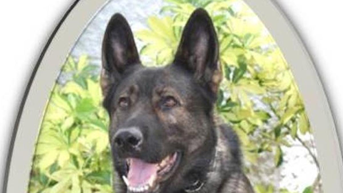 K9 Rocky, a 7-year-old Dutch Shepard, “catches a lot bad guys” for the Manatee County Sheriff’s Office, a spokesman said. After an emergency surgery this week, Rocky should be back on duty in a few weeks.