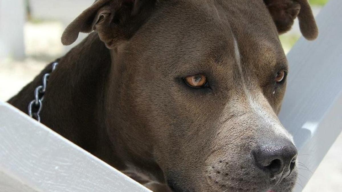 A GoFundMe campaign for the Humane Society of Grand Bahama raised more than $15,000 toward hurricane relief and supplies. Pictured is Gracie, a pitbull who was rescued from the shelter.