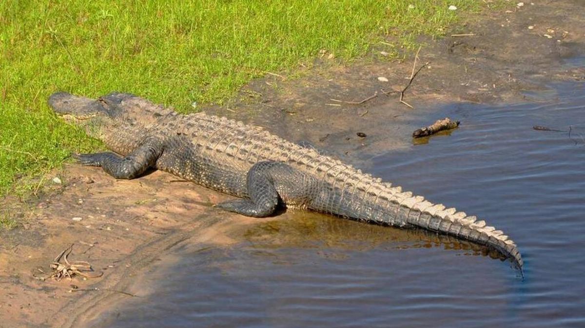 An alligator suns himself at Myakka River State Park in Sarasota County.