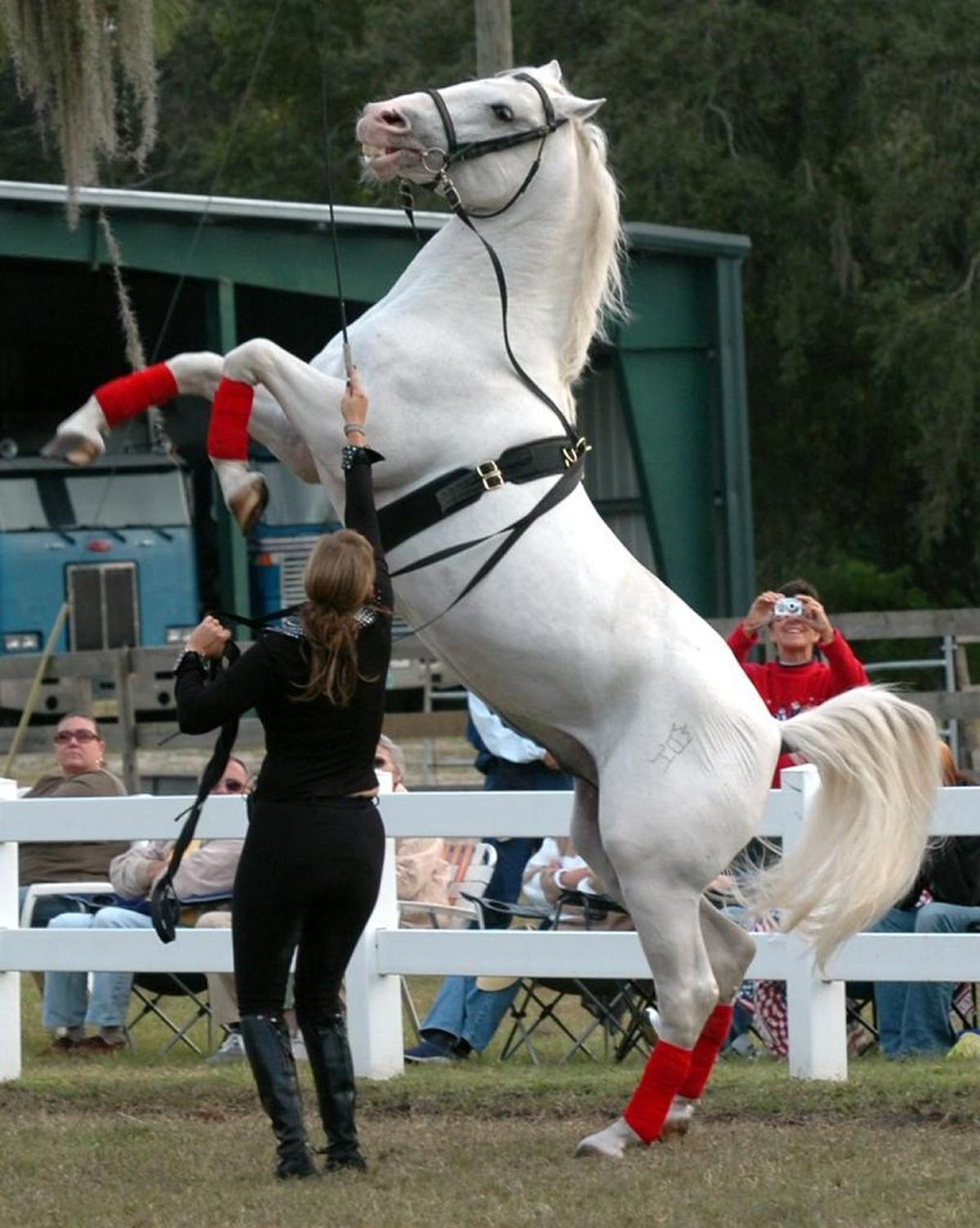 The Original Herrmann’s Royal Lipizzan Stallions will perform a benefit show for Myakka City’s historic 1914 schoolhouse in March.
