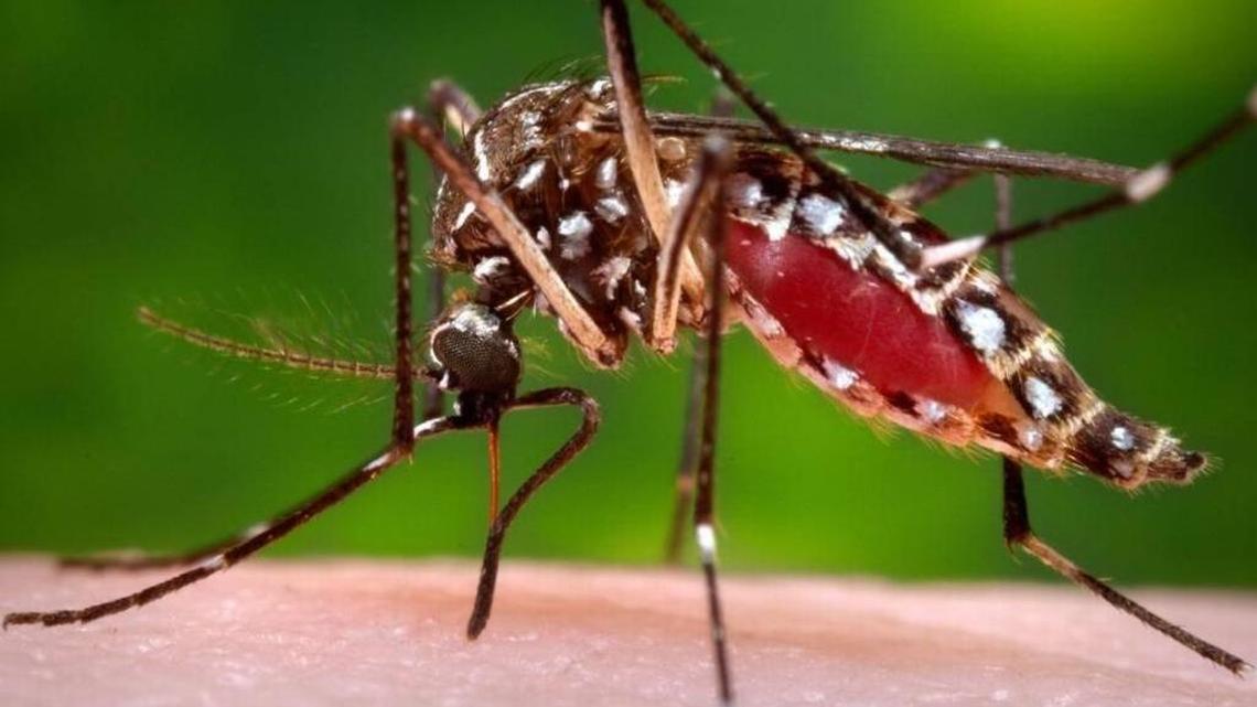 The Florida Department of Health issued a state-wide mosquito-borne illness alert after four people contracted malaria in Sarasota.