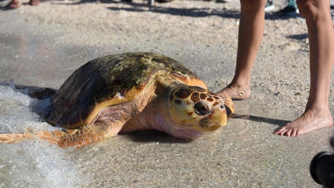 In this file photo, a turtle that was rehabbed is released on Lido Beach. Florida had a record number of turtle nests this season.