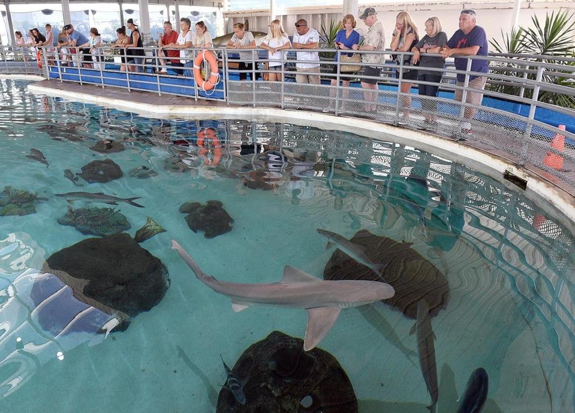 Visitors line the rails along the Shark Zone tank at the former Mote Marine aquarium to watch as sharks, stingrays and other large fish are fed in 2017.