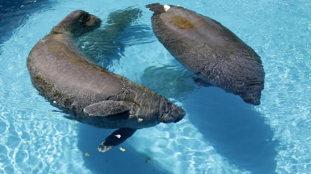 Miami-Dade County regulators did not want the Miami International Boat Show to conduct sea trials when it moved the expo to downtown Miami in 2022, citing risks to manatees. County commissioners overruled the regulators and issued the permit.