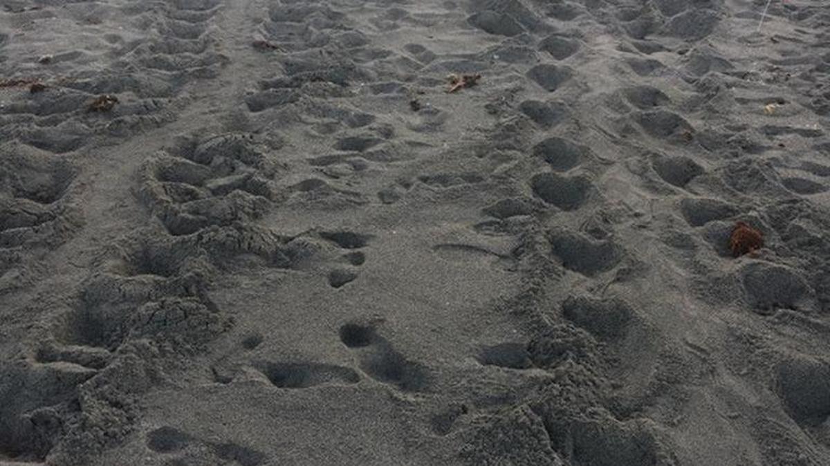 One of the first 2017 sea turtle nests found in Mote Marine Laboratory's Sea Turtle Patrol area. This nest was found April 30 in Venice, Florida.
