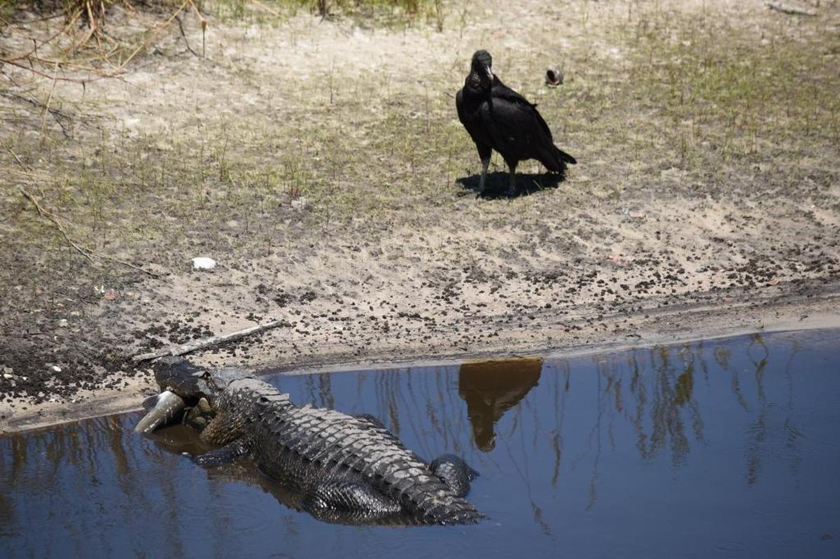 An alligator prepares to eat a fish as a wary bird watches at Myakka River State Park.