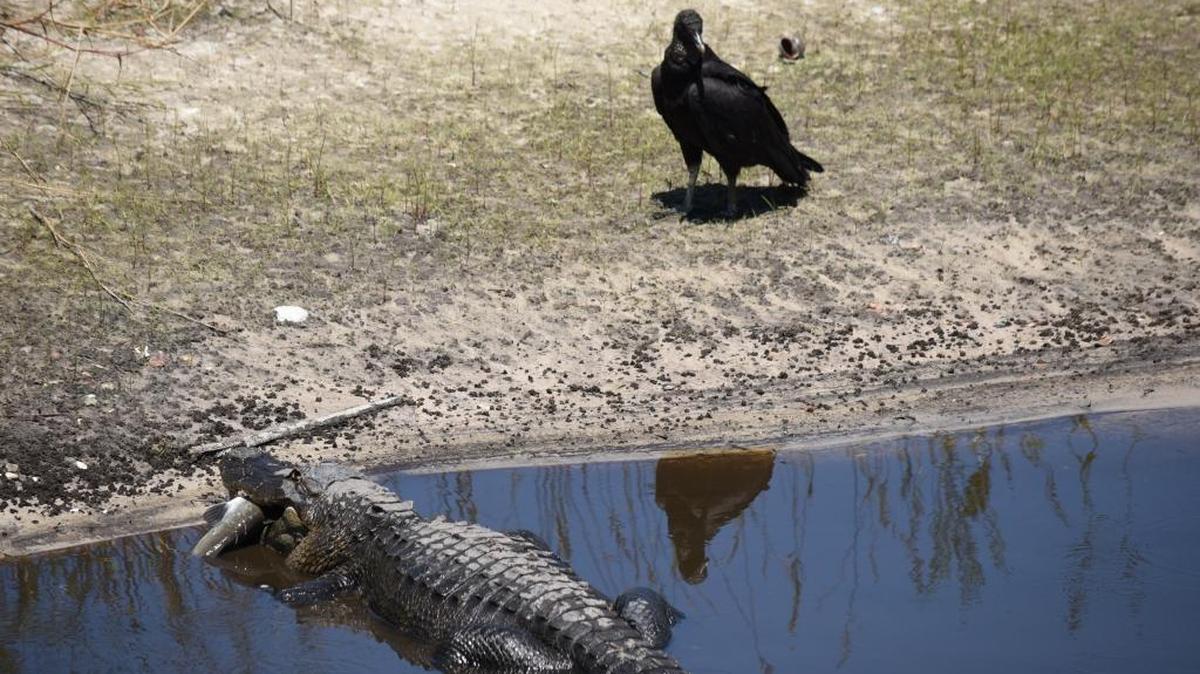 An alligator prepares to eat a fish as a wary bird watches at Myakka River State Park.