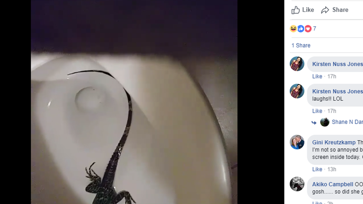 Dani Craven, of Palmetto, recruited a friend for help after she discovered an iguana hiding in her toilet bowl on Monday evening.