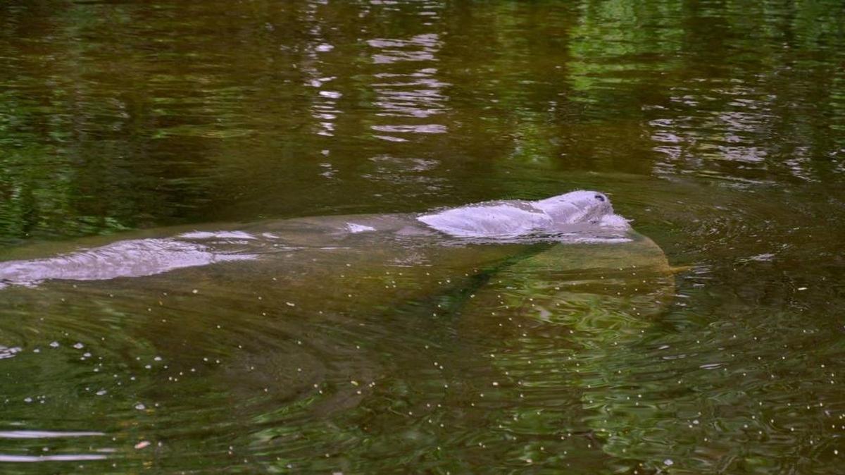 An adult manatee and a calf come up for air in Ware’s Creek in October 2016.
