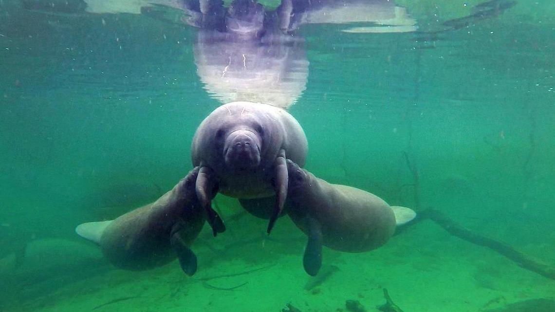 In this file photo, seven-month old twin manatee calves nurse at the same time on Jan. 21, 2015 as they find refuge in warm 72 degree water at Blue Spring State Park in Volusia County, Fla. There have been 7 sets of twins recorded at Blue Spring since 1991, and for the first time, with this set the twins are a male and and a female.
